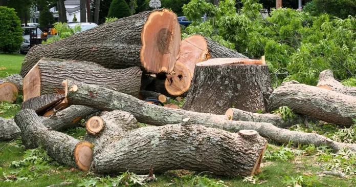 tree services Bendigo
