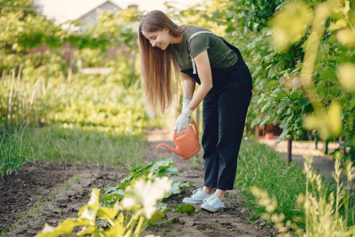 How to Start a Backyard Vegetable Garden